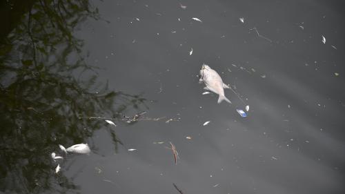 La France accusée de négligence par la Belgique après la grave pollution de l'Escaut survenue dans le Cambrésis