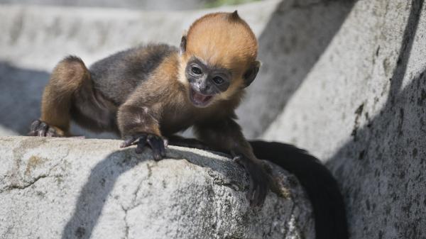 Besançon : naissance d'un singe appartenant à l'une des espèces les plus rares au monde