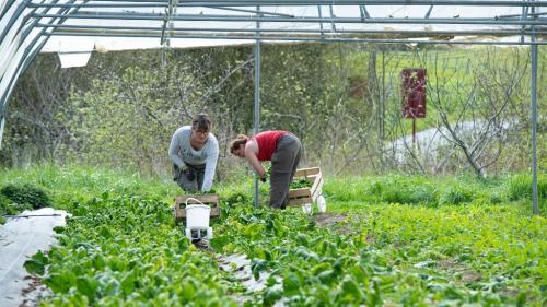 Coronavirus : les agriculteurs vont bénéficier d'une nouvelle aide publique