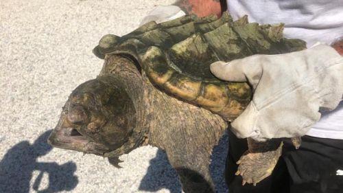 La tortue alligator trouvée dans un parc des Alpes-Maritimes est arrivée au village des tortues de Carnoules