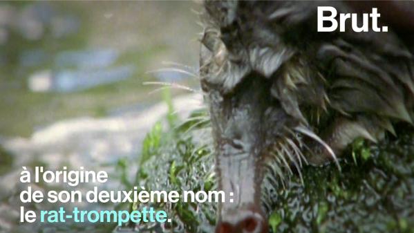 VIDEO. Le rat-trompette, un animal mystérieux et menacé