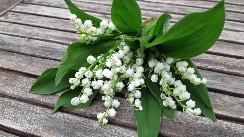 Vente de muguet dans les commerces de proximité : 