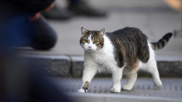 Coronavirus : un premier cas d'infection naturelle d'un chat détecté en France