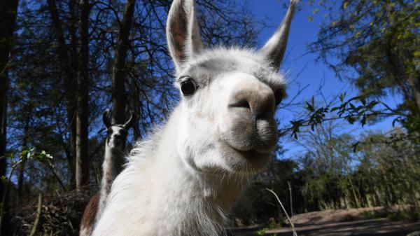 Week-end : dans les Hautes-Pyrénées, une promenade avec des lamas et la visite du gouffre d'Esparros