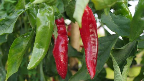 Jardin. Cultivez vos piments au jardin ou en pot