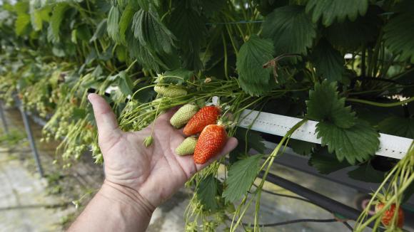 Les agriculteurs ont souvent recours aux travailleurs saisonniers pour ramasser les fraises, les cerises, les abricots et encore les asperges. Photo d\'illustration.