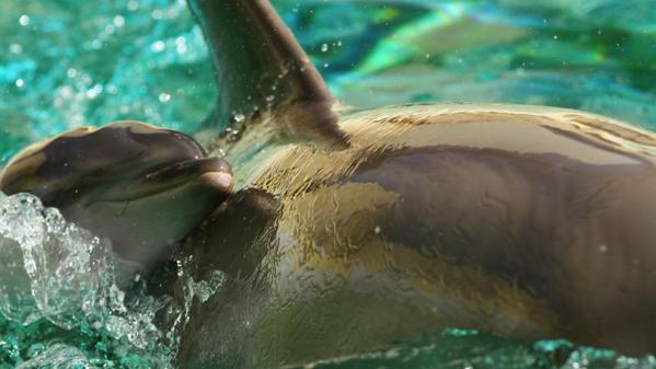 Un dauphin né à Marineland donne à son tour naissance à une petite femelle, une première pour le parc