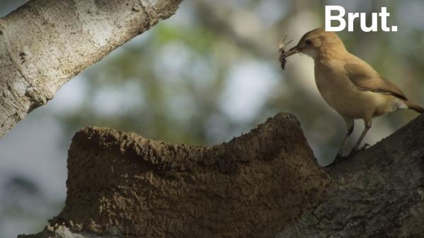 VIDEO. Les fourniers roux, de véritables oiseaux architectes