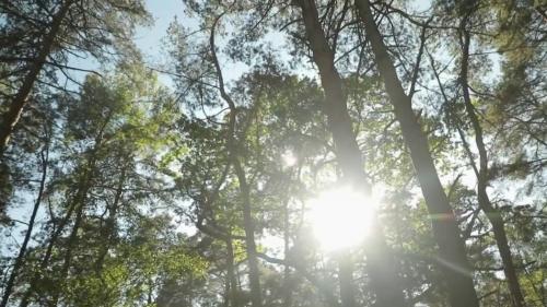 France : le charme de la forêt d'Ermenonville