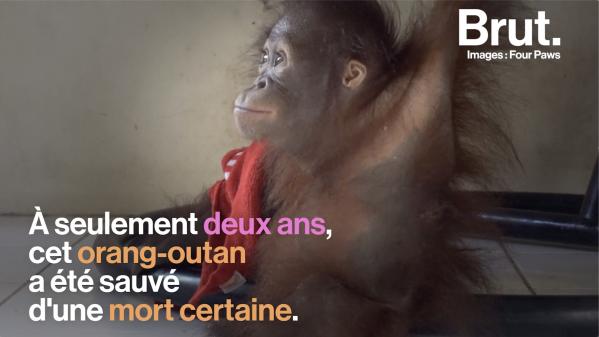 VIDEO. En Indonésie, un jeune orang-outan orphelin a pu être sauvé de justesse