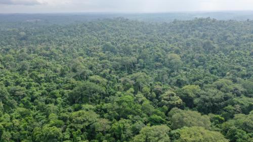 Avec le réchauffement climatique, les forêts tropicales pourraient relâcher du carbone (et aggraver ce dernier)