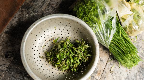 Jardin. Rau ram, la coriandre vietnamienne à cultiver au jardin et en pot