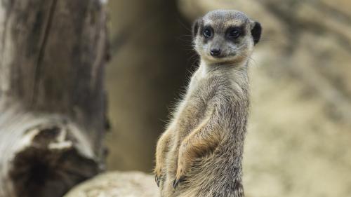 Déconfinement : le ZooParc de Beauval rouvrira au public le 2 juin