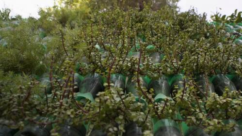 Inde : des jardins verticaux sur les murs grâce aux bouteilles en plastique