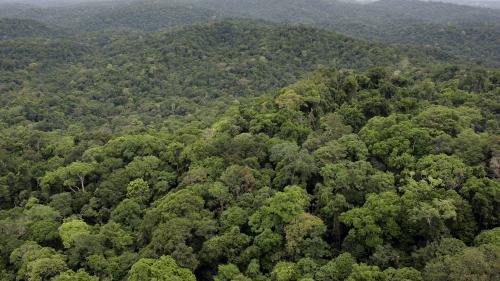 Guyane : quand les sociétés minières mettent l'Amazonie en péril