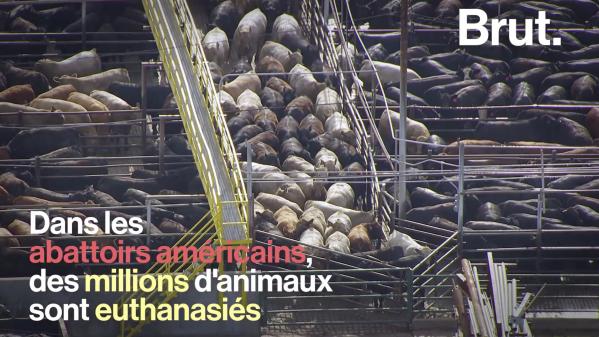 VIDEO. Des millions d'animaux euthanasiés dans des abattoirs américains à cause du Covid-19