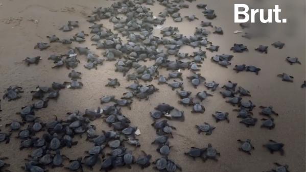 VIDEO. En Inde, l'heure du déconfinement a sonné pour des milliers de bébés tortues