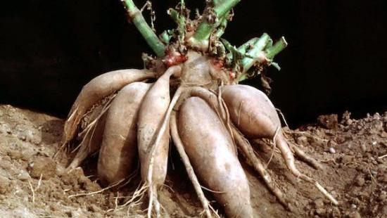 Jardin La Poire De Terre Un Legume A Deguster Cru Ou Cuit