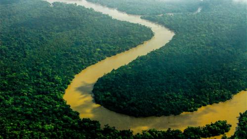 L'équivalent d'un terrain de foot de forêt primaire a été détruit toutes les six secondes en 2019, selon une ONG