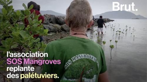 VIDEO. En Nouvelle-Calédonie, ils replantent des mangroves pour protéger les côtes