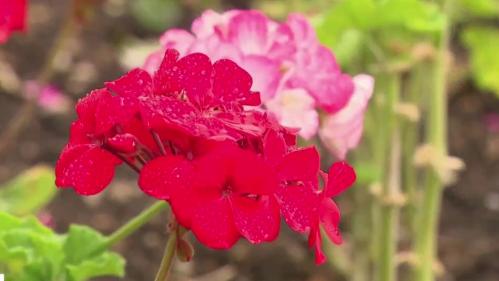 Giverny : les jardins de Claude Monet rouverts au public