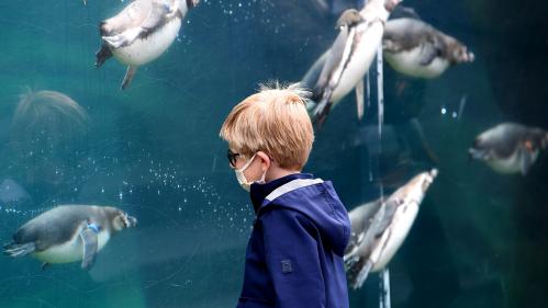 Déconfinement : équipements sportifs, zoo de Vincennes, Jardin des Plantes... Ces sites qui rouvrent à partir du 8 juin à Paris