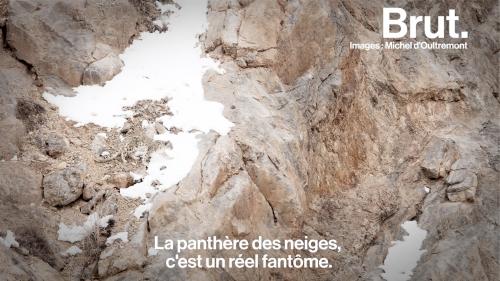 VIDEO. Sur les traces de la panthère des neiges, il arpente les sommets hostiles de l'Himalaya