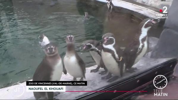 Déconfinement : le zoo de Vincennes a rouvert