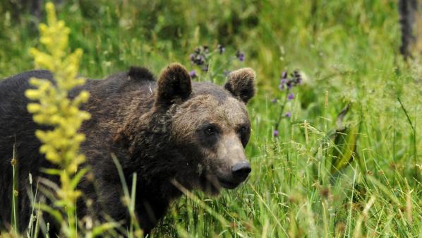 Ours, loups : des espèces protégées en France