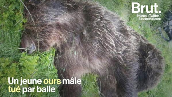 VIDEO. Dans les Pyrénées, la mort d'un ours protégé ravive les tensions