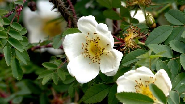 Jardin. Rosiers sauvages, des fleurs à foison, des fruits pour les confitures