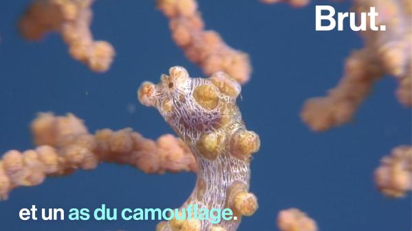 VIDEO. Connaissez-vous l'hippocampe pygmée, le roi du camouflage ?