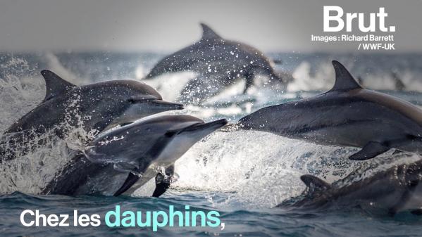 VIDEO. Comment les dauphins dorment-ils ?