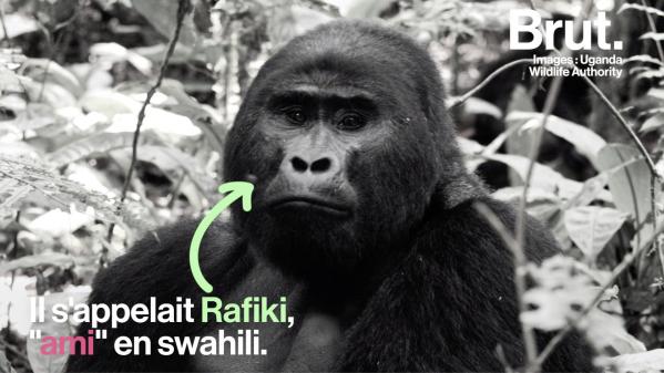 VIDEO. Ouganda : le célèbre gorille Rafiki retrouvé mort