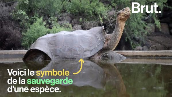 VIDEO. Diego la tortue, le symbole d'une restauration d'espèce réussie