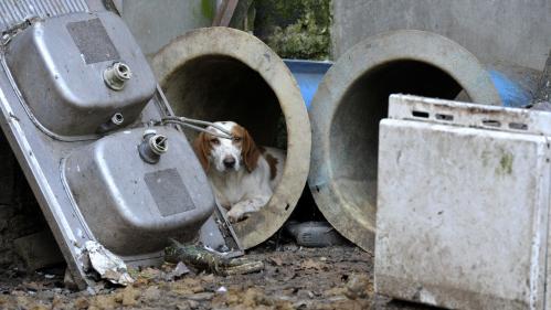 Rapport Dombreval sur le droit des animaux : 