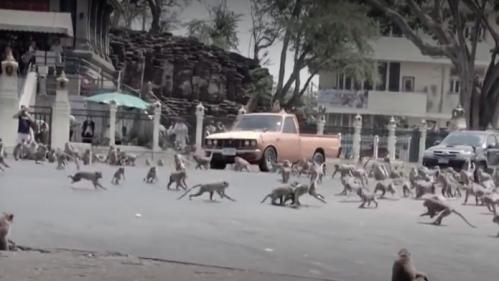 Thaïlande : une ville envahie par les singes