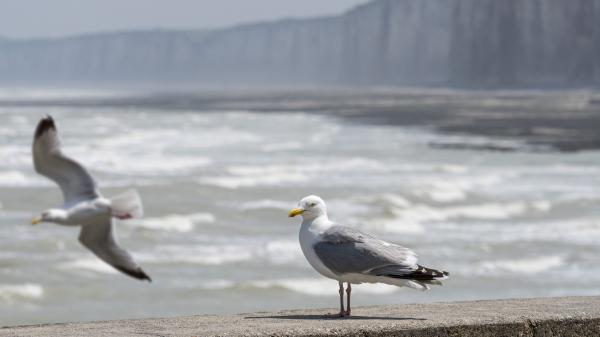 Les goélands reprennent leurs droits sur le Mont Saint-Michel