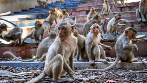 Dans une ville de Thaïlande, les macaques ont presque pris le pouvoir