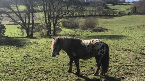 Face à la recrudescence de morts de chevaux retrouvés avec l'oreille coupée, les enquêteurs s'interrogent