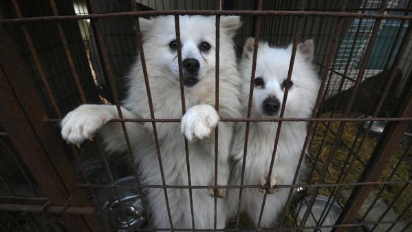 Recherche : des animaux domestiques utilisés en laboratoire ?