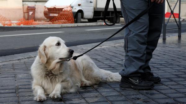 Expérimentation animale : pourra-t-on vendre son animal de compagnie à un laboratoire comme le dit l'association 30 millions d'amis ?