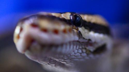 Rennes : le python royal échappé d'un appartement a été retrouvé dans un square du centre-ville