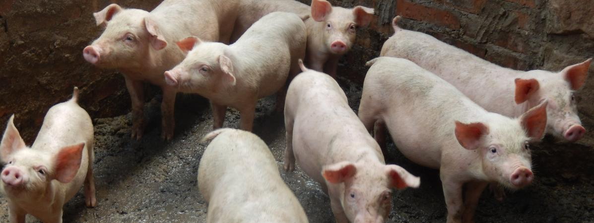 Des porcs d\'une ferme du comté de&nbsp;Yunyang, en Chine, le 14 juillet 2019.