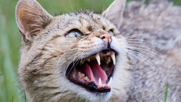 En Australie, des campagnes d'extermination ont été lancées contre de terribles prédateurs : les chats