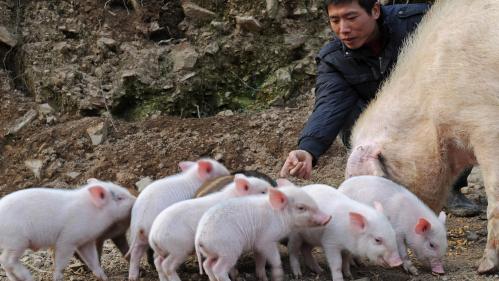 Le billet sciences. Un nouveau virus grippal trouvé dans des élevages de porcs en Chine