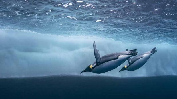 Le photographe naturaliste Laurent Ballesta à l'honneur dans le 64e album de Reporters sans frontières