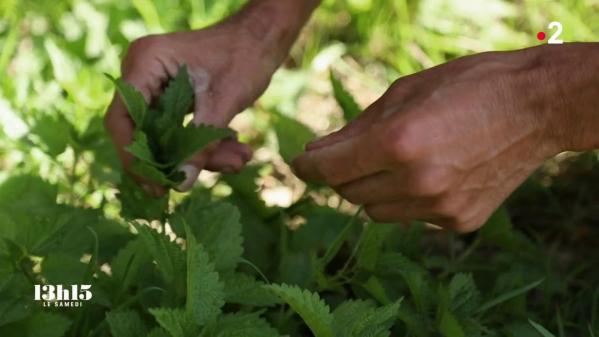 VIDEO. Alimentation : 80% des 6 000 plantes sauvages qui poussent en France sont comestibles