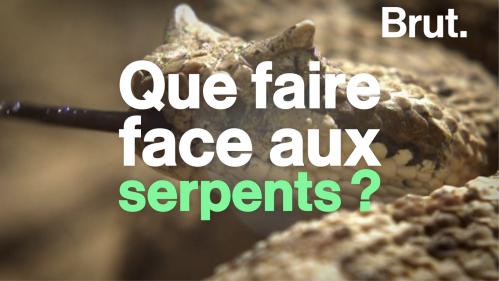 VIDEO. Tuto : que faire face à un serpent ?