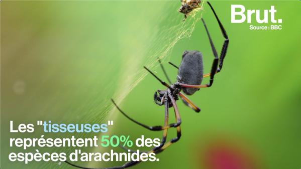 VIDEO. Comment les araignées tissent-elles leur toile ?